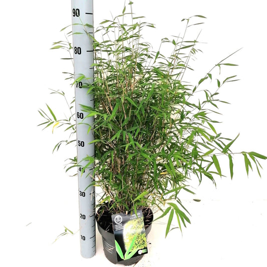 Fargesia angustissima 110cm 23cm Pot