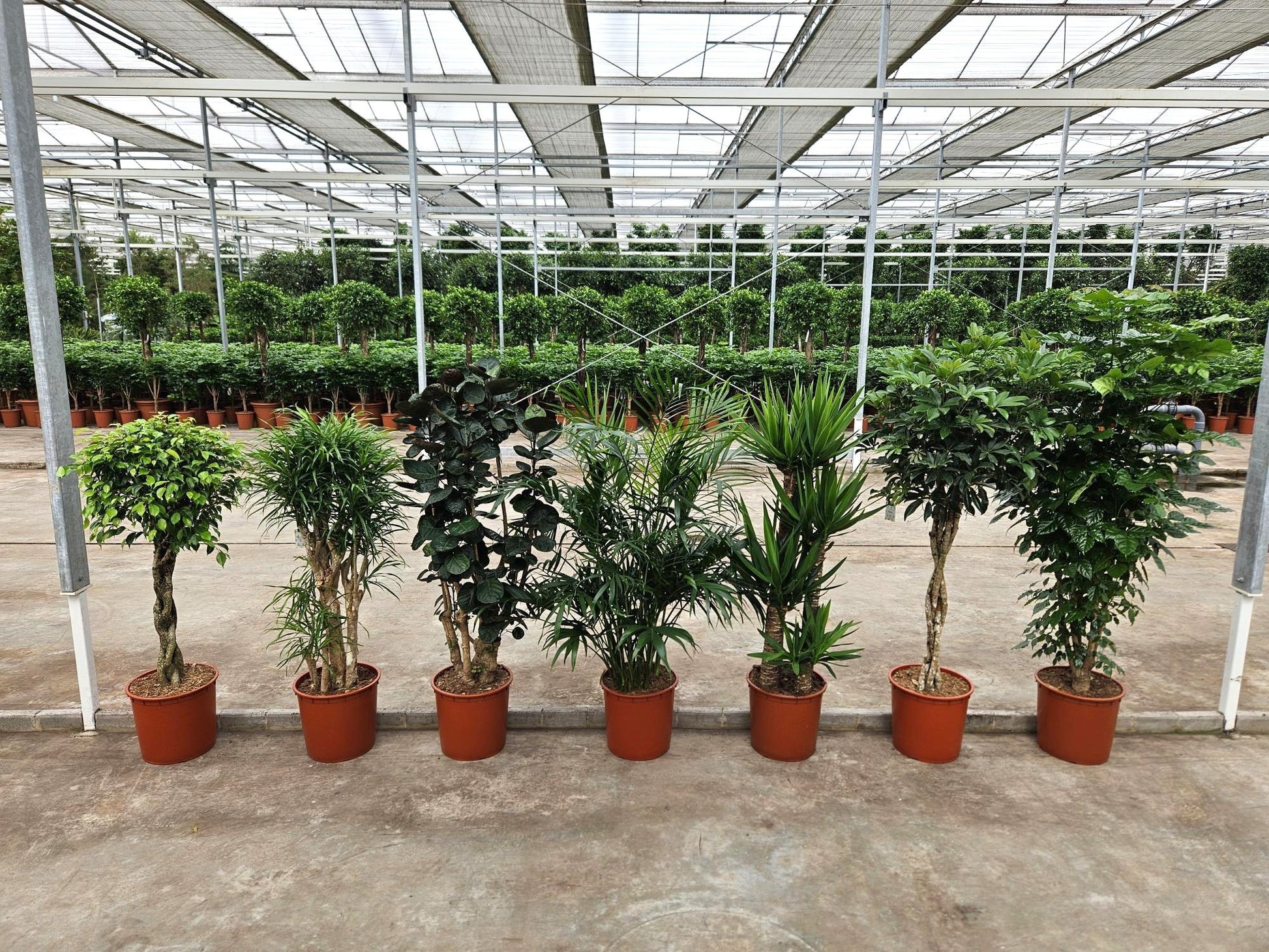Foliage houseplants mix 180cm 34cm Pot