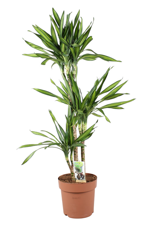 Vireo-Hedera plant BV Dracaena frag. Riki Pack of 1