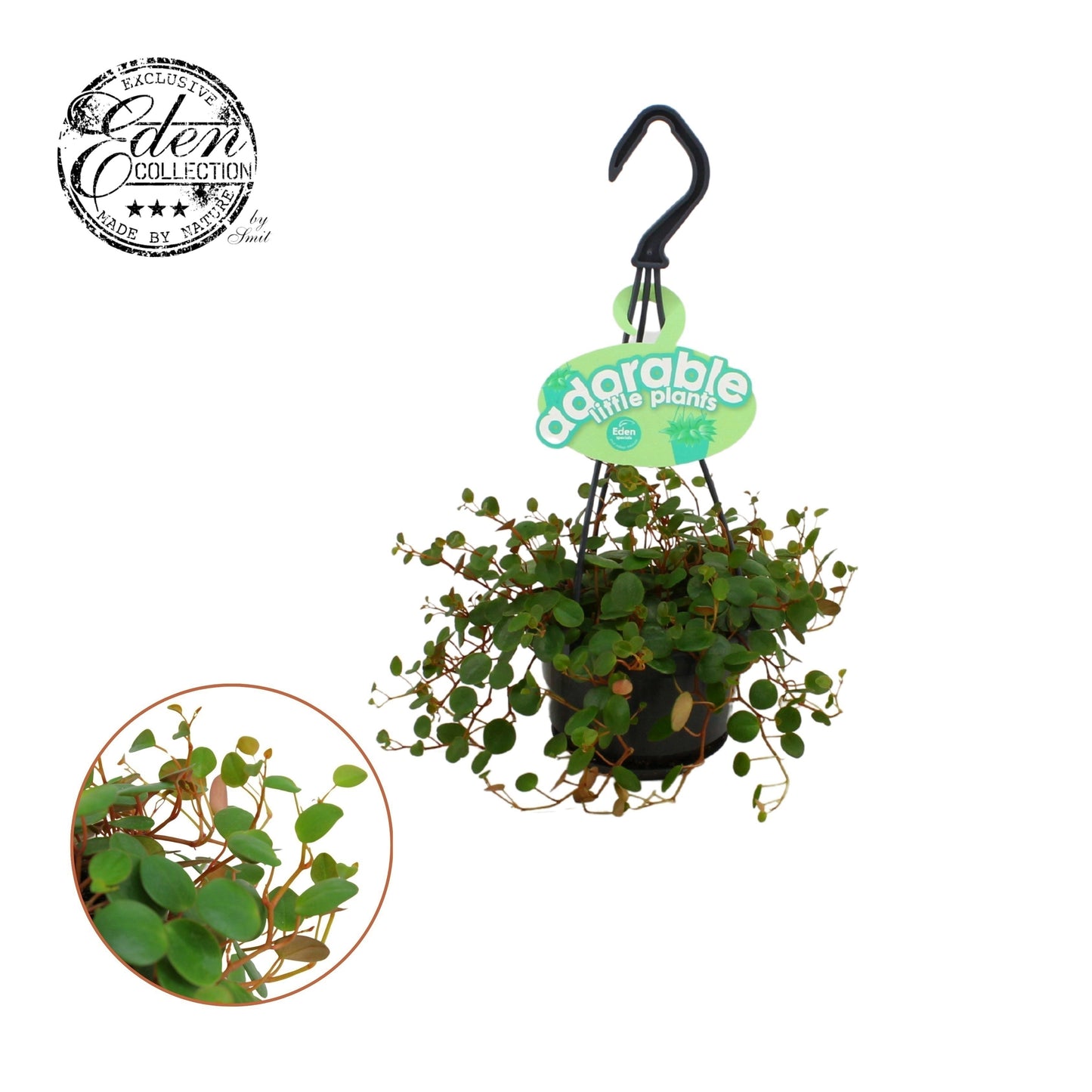 Peperomia Pepperspot 15cm 510cm Pot