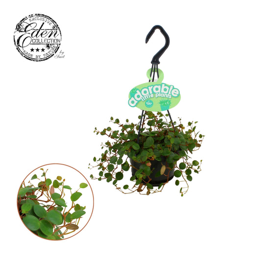 Peperomia Pepperspot 15cm 510cm Pot