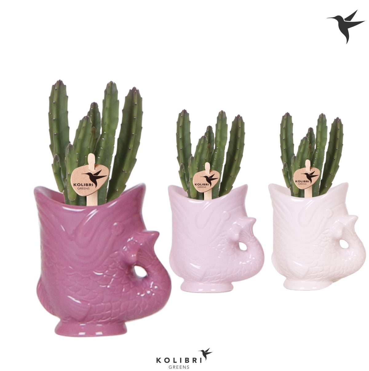 Stapelia leendertziae 20cm 6cm Pot