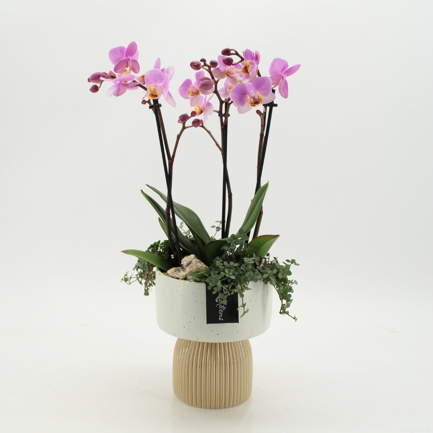 PHAL-2625RZ Phalaenopsis creatie 50cm 16cm Pot