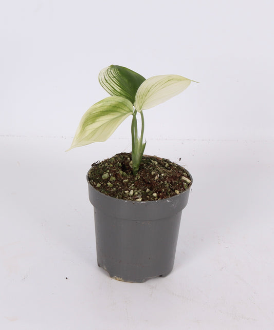 Scindapsus 9cm Pot