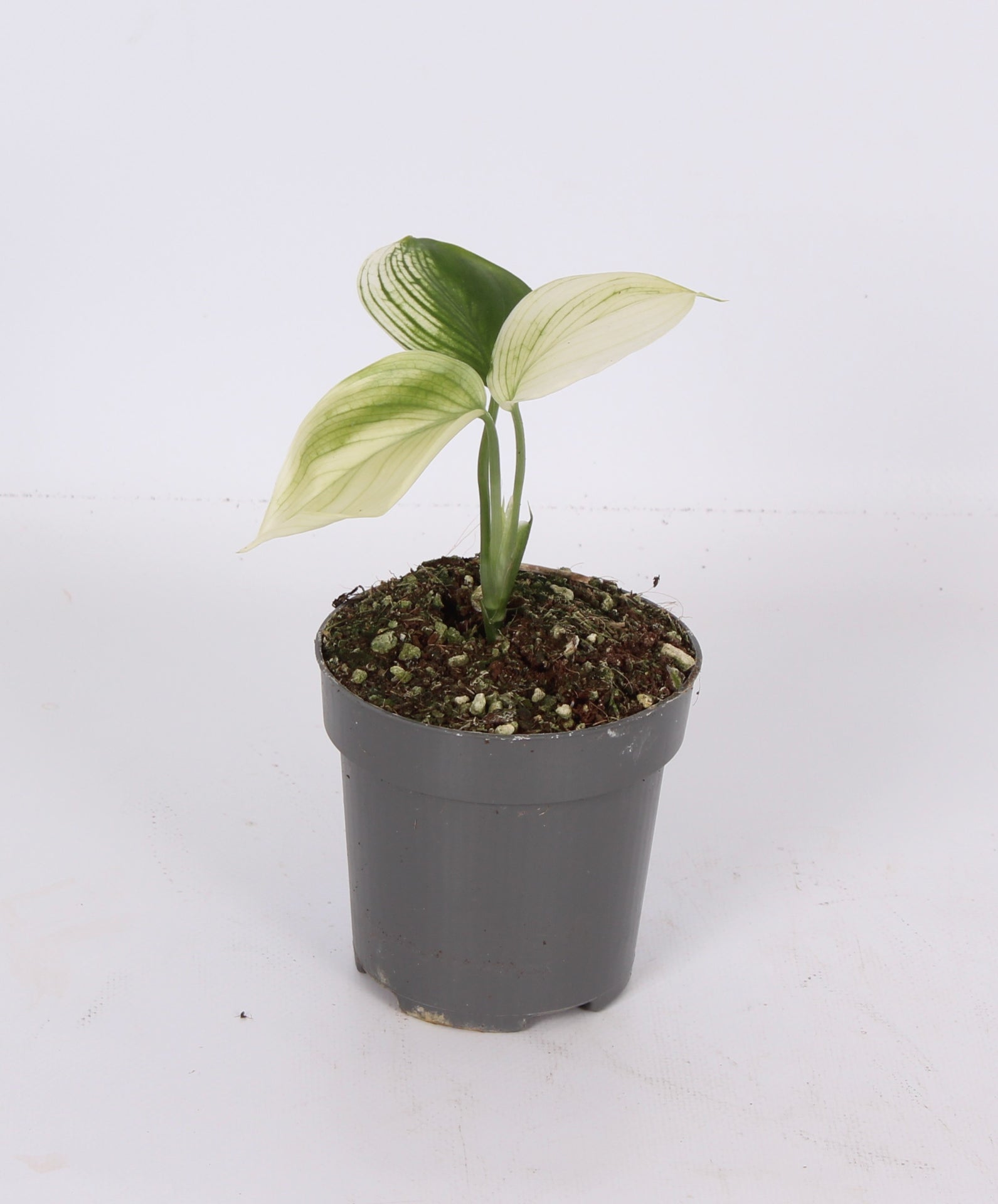 Ichtus Plants Scindapsus Pack of 4