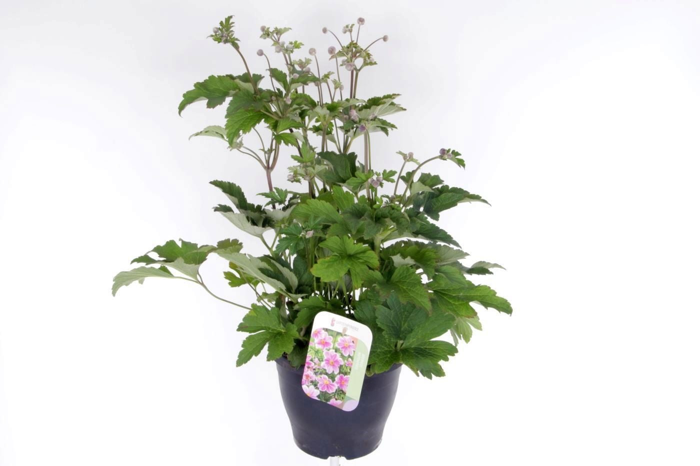Noordpoel BV, Kw. de Anemone hupehensis Pack of 1