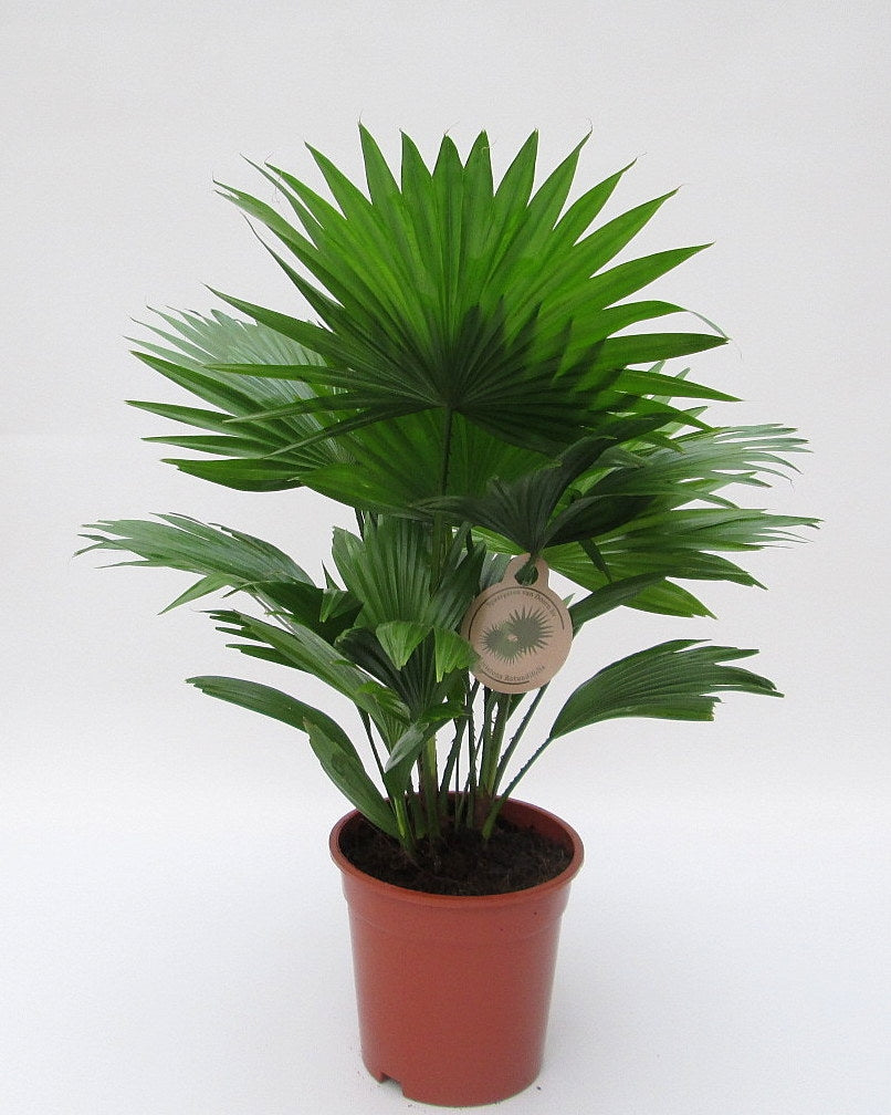 Livistona rotundifolia 65cm 17cm Pot