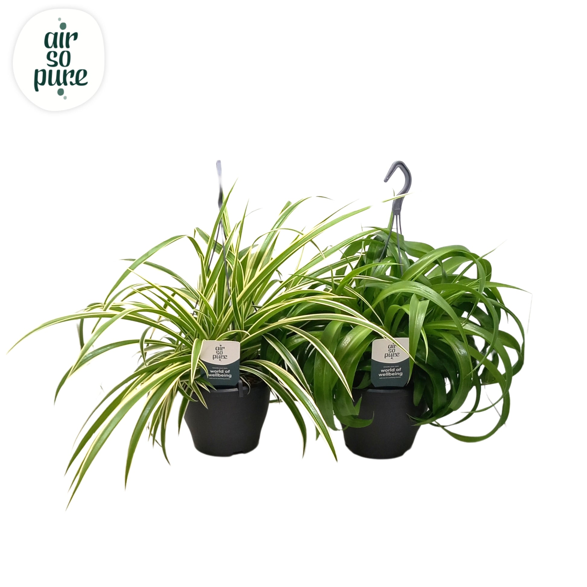 Quakelplant BV Chlorophytum mix Pack of 3