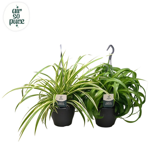 Chlorophytum mix 50cm 19cm Pot