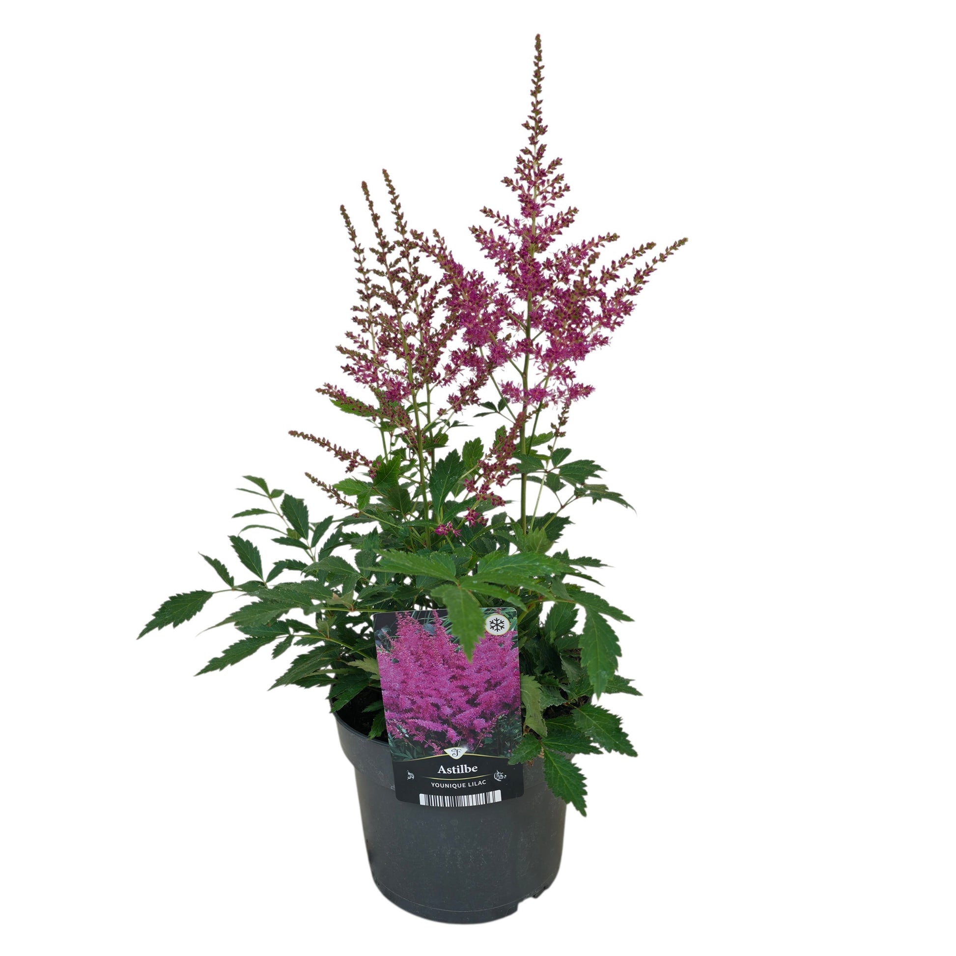 Astilbe Younique Lilac 50cm 17cm Pot