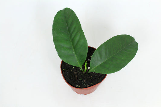 Hoya australis 15cm 12cm Pot