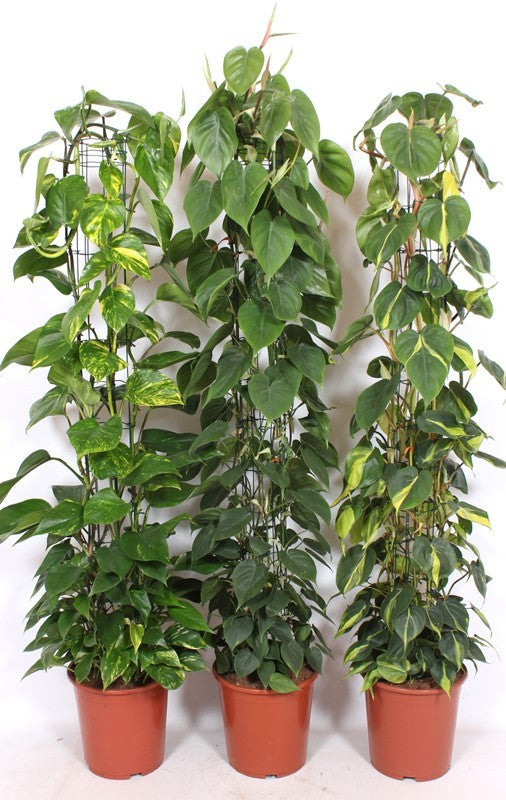 Foliage houseplants mix 160cm 27cm Pot
