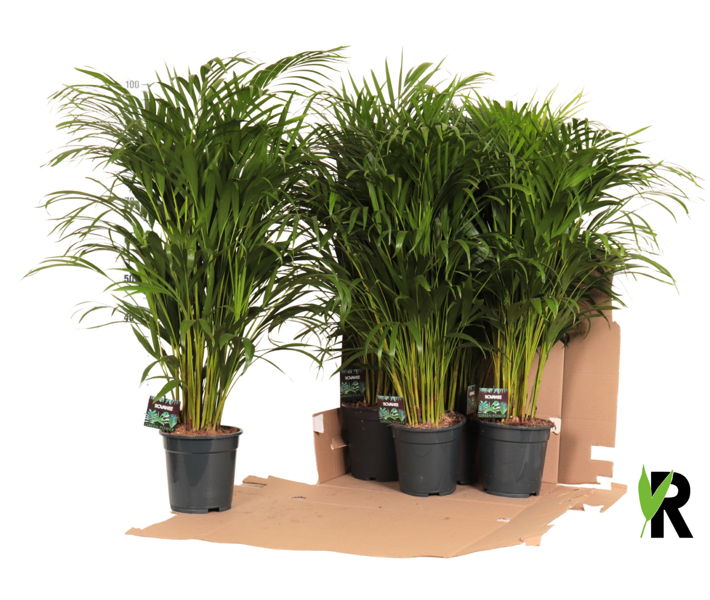 dypsis-lutescens-90cm-19cm-pot