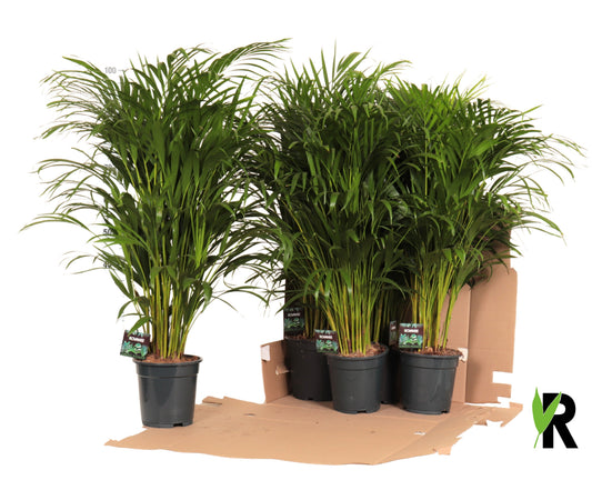 Dypsis lutescens 90cm 19cm Pot