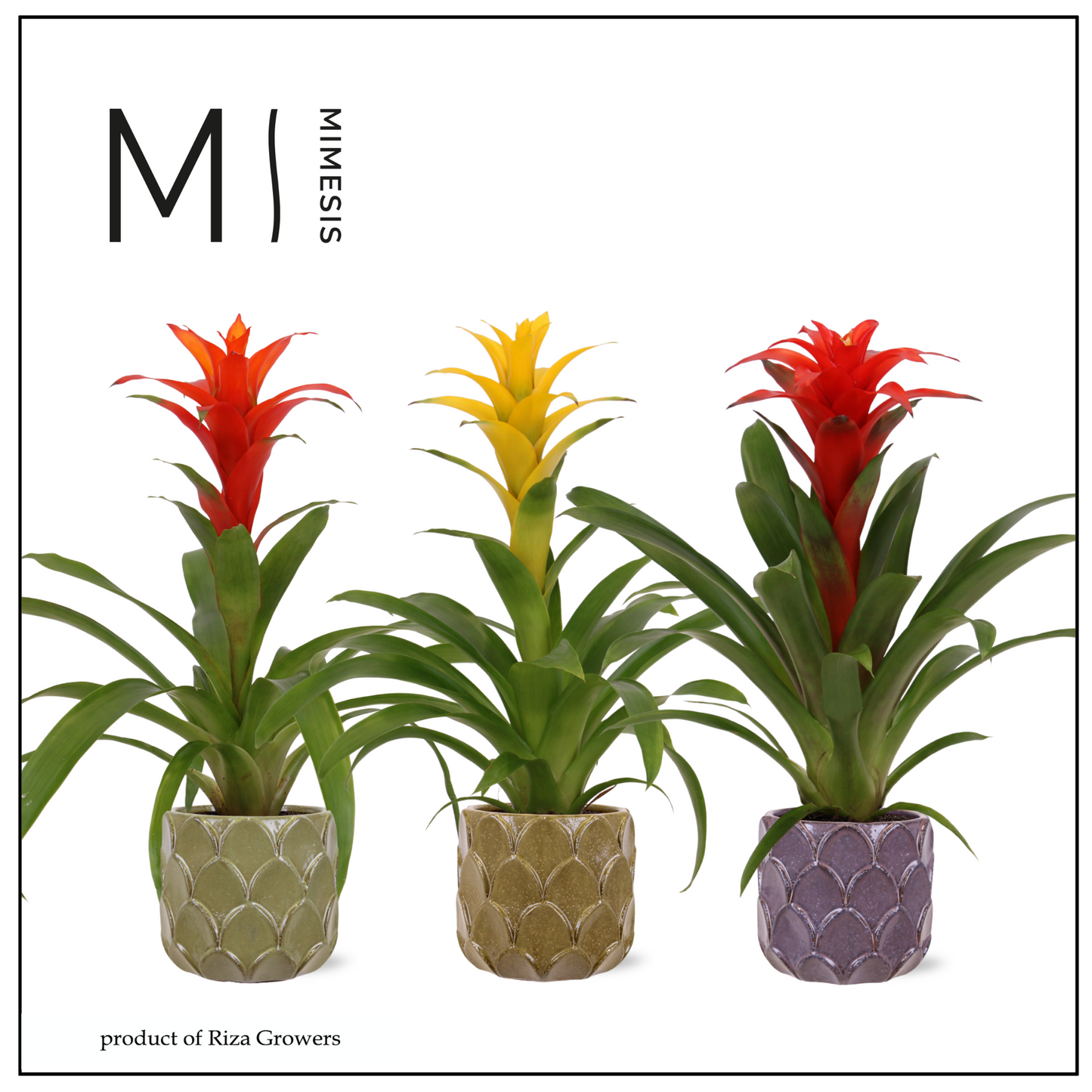Riza Bromelia Specialist Guzmania mix Pack of 4