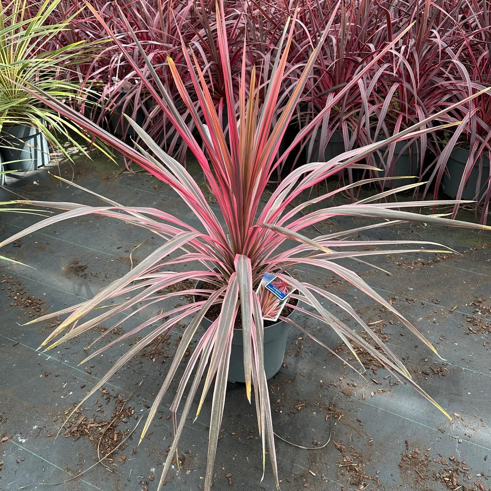 Cordyline 100cm 32cm Pot