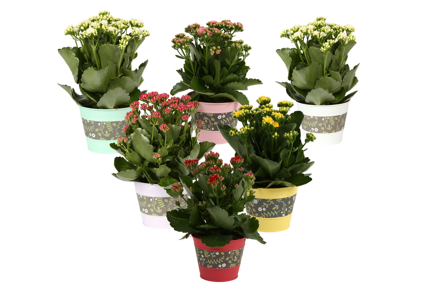 Kalanchoe Rosalina mix 27cm 12cm Pot