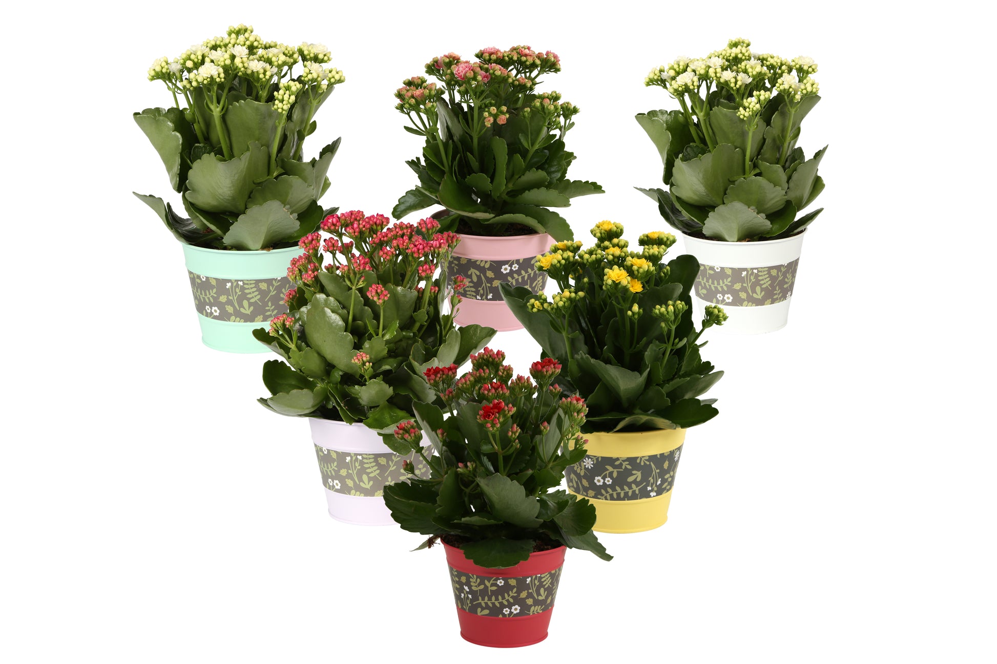 Kalanchoe Rosalina mix 27cm 12cm Pot