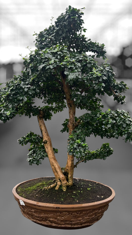 Carmona Bonsai 105cm 67cm Pot