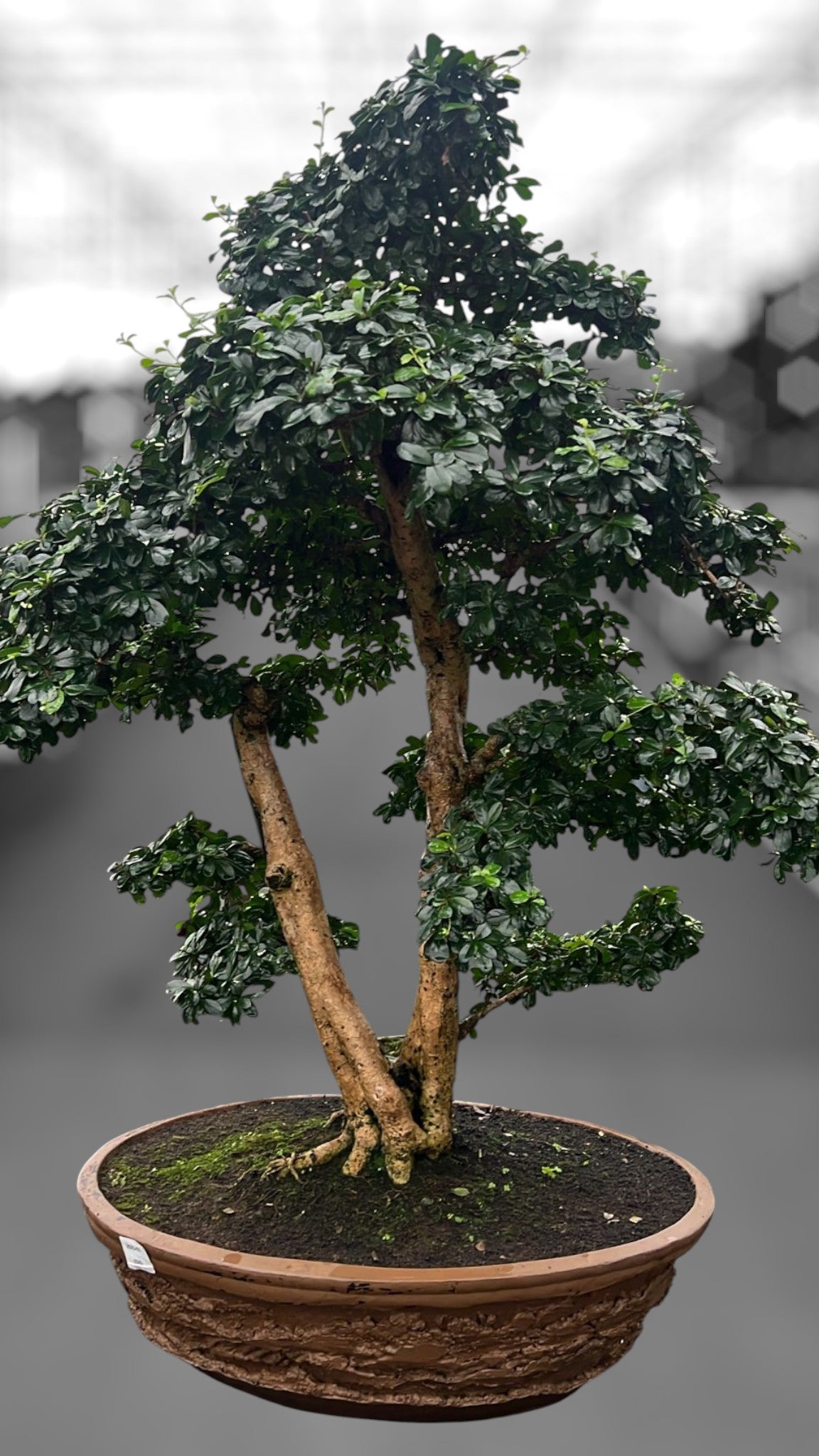 Carmona Bonsai 105cm 67cm Pot