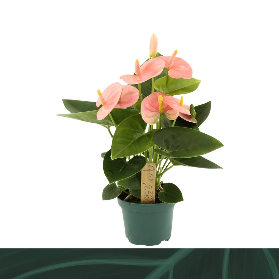 Amazoneplants BV Anthurium Spirit Pack of 12