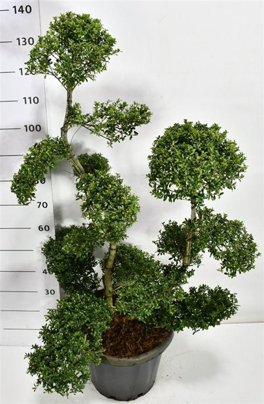 Ilex mix 140cm 38cm Pot