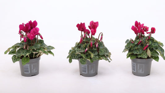 Cyclamen Verano Mix 15cm 9cm Pot