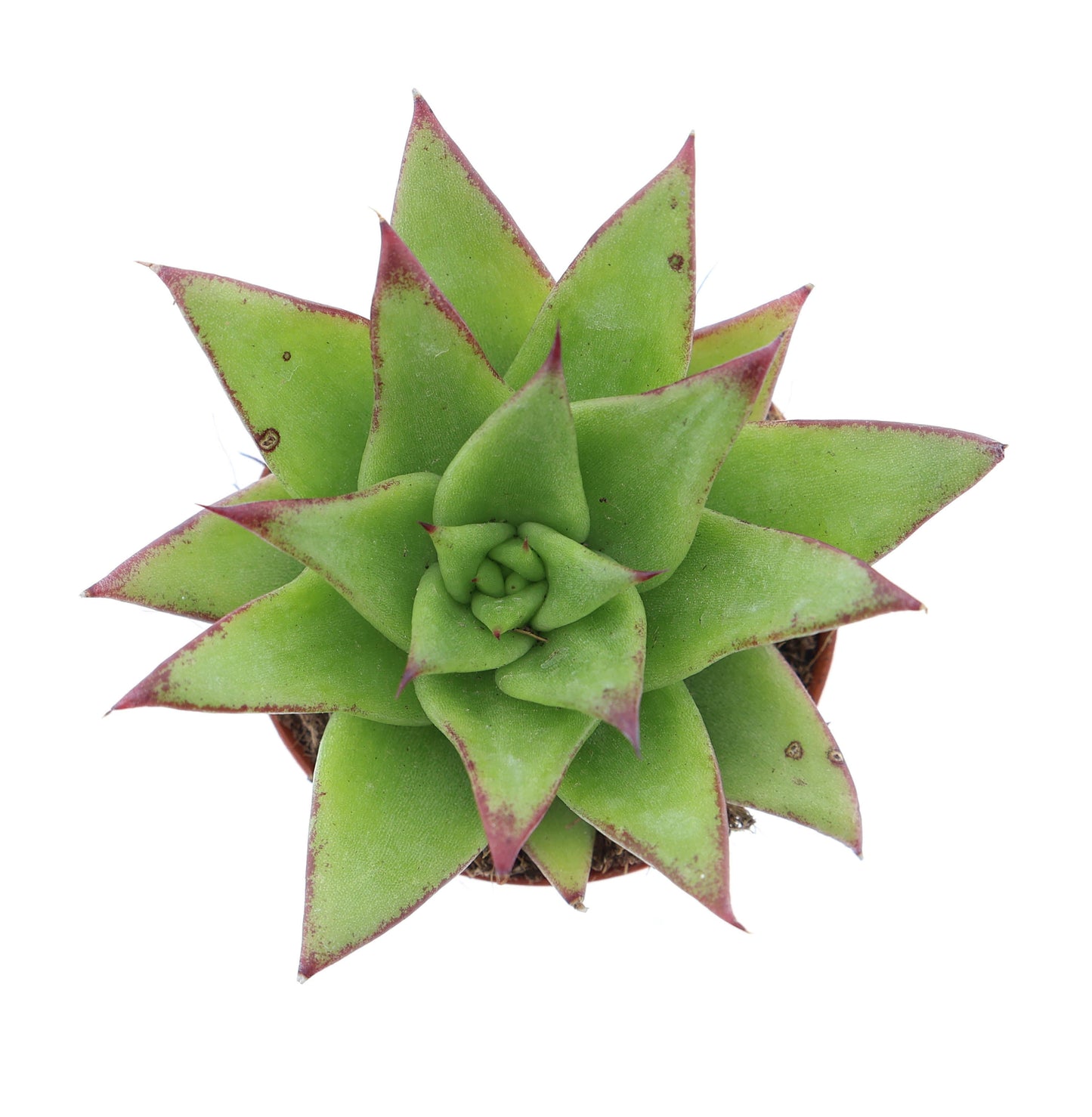 Echeveria agavoides Ebony 8cm 505cm Pot
