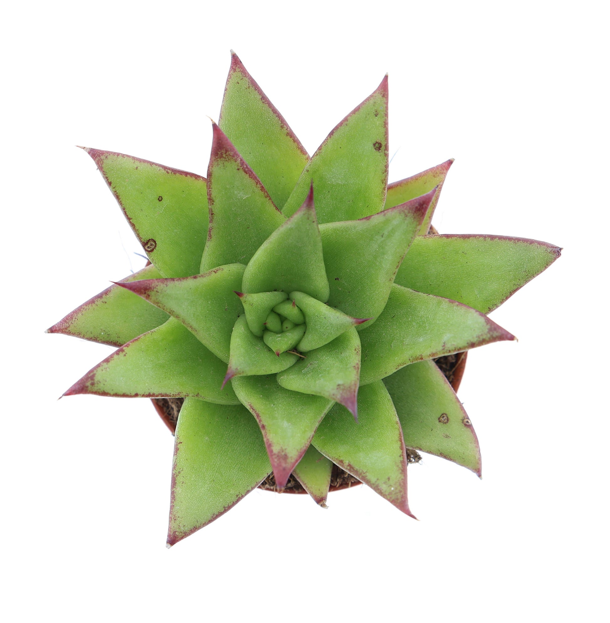 Echeveria agavoides Ebony 8cm 505cm Pot