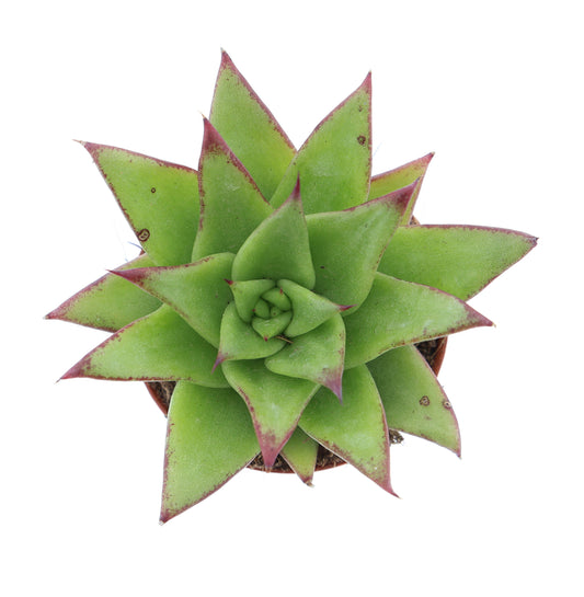 Echeveria agavoides Ebony 8cm 505cm Pot