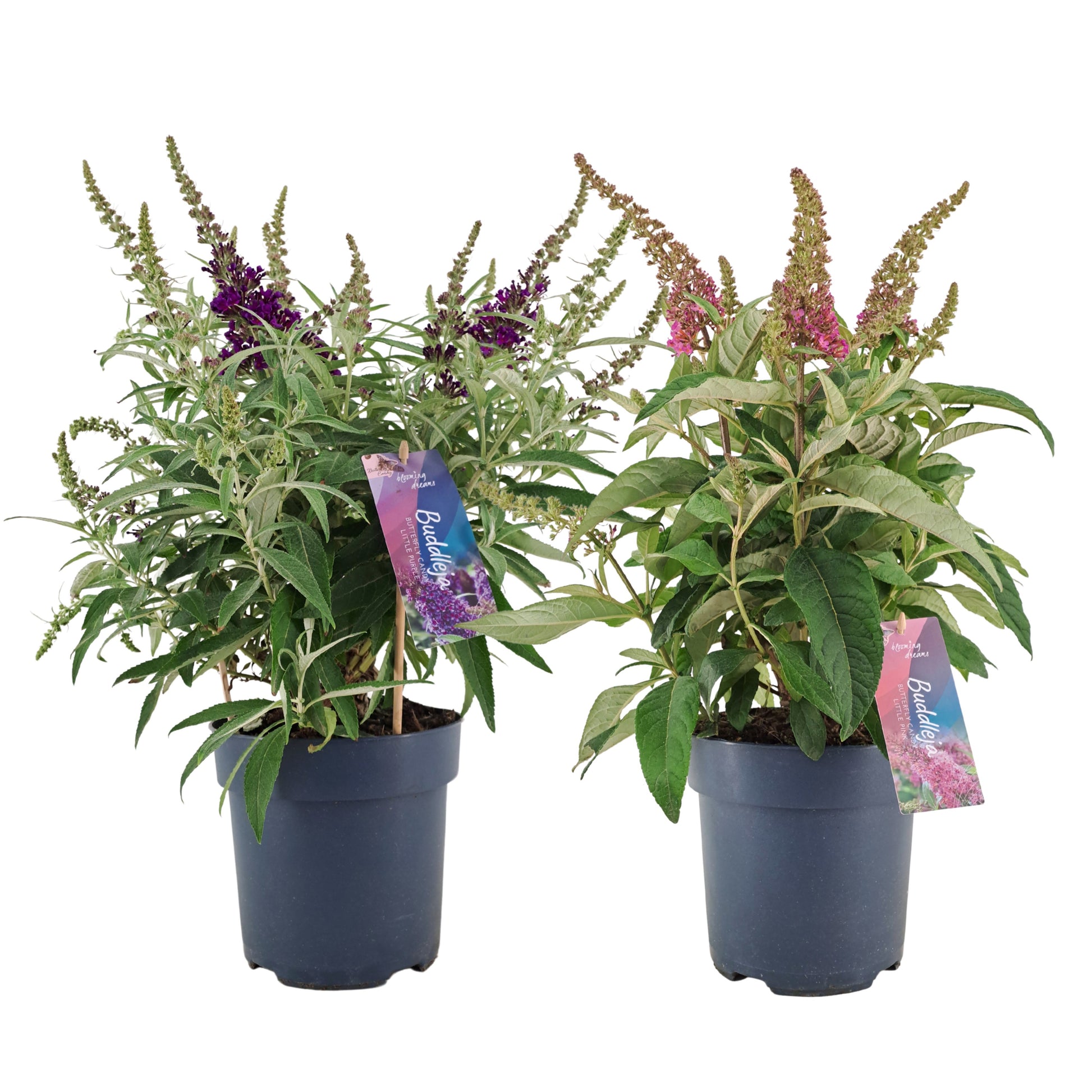 Buddleja Butterfly Candy mix 50cm 17cm Pot