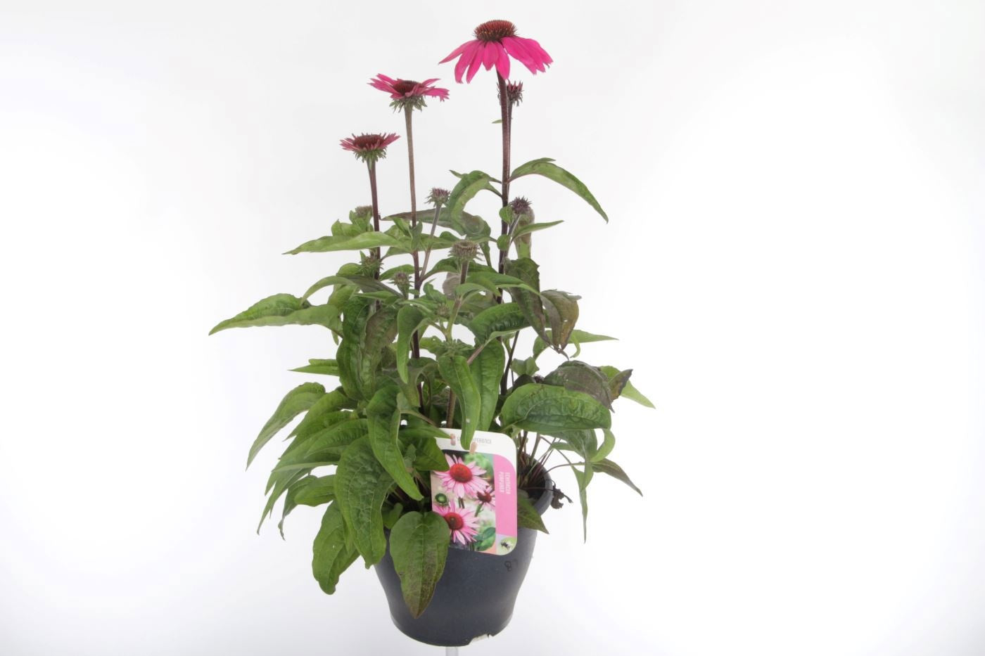 Echinacea purpurea 65cm 23cm Pot