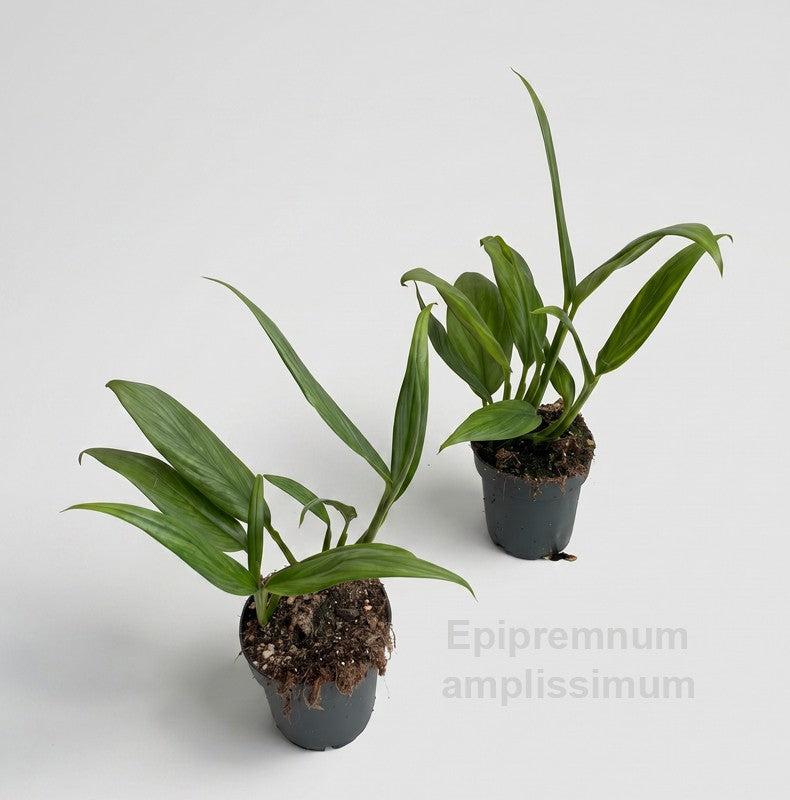 Epipremnum 30cm 12cm Pot