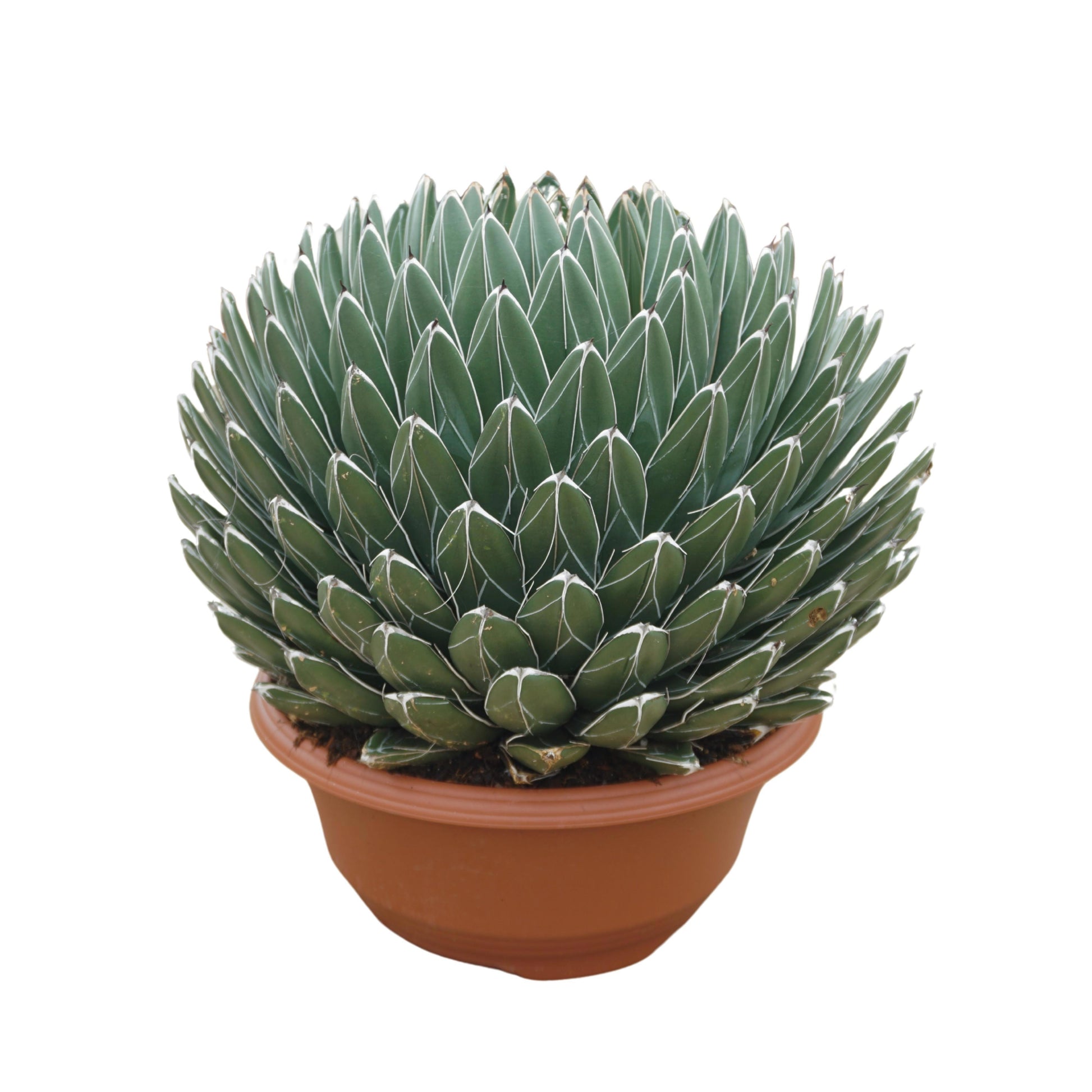Agave victoriae-reginae 40cm 35cm Pot