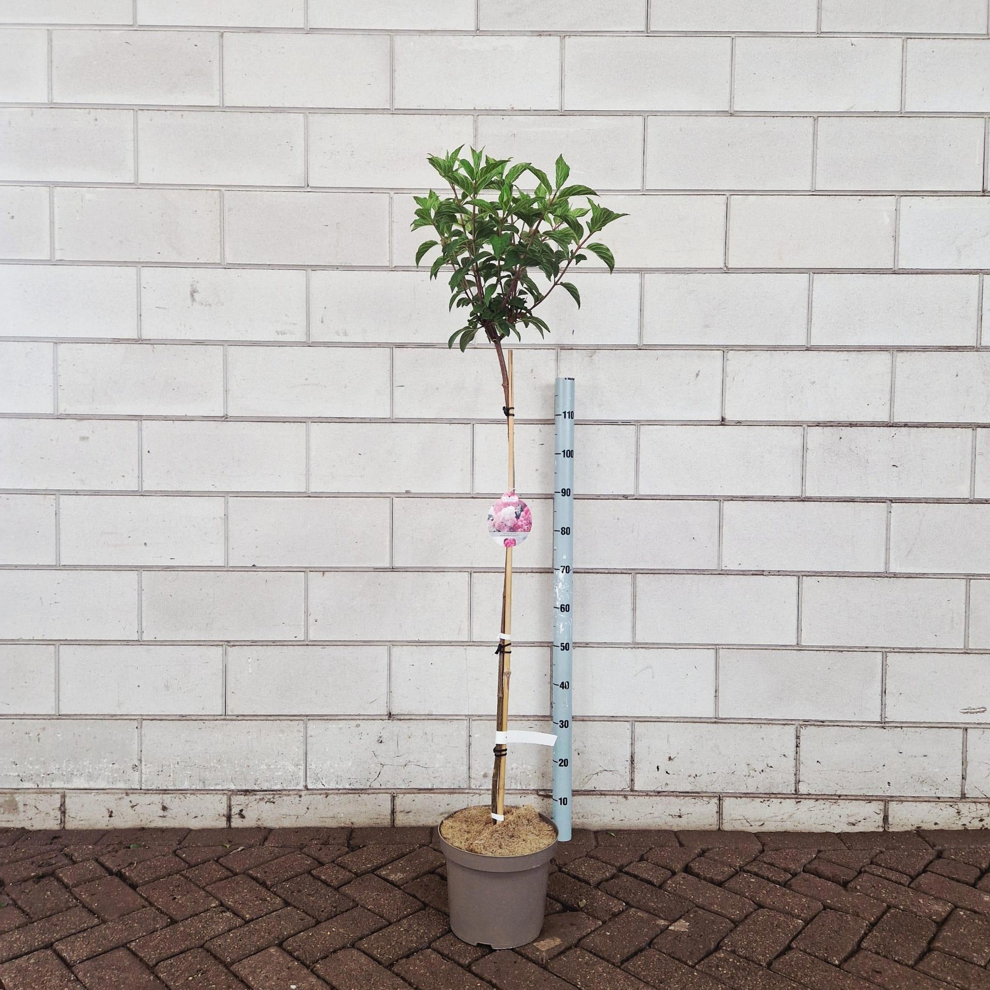 Hydrangea pan. Vanille-Frais 100cm 26cm Pot