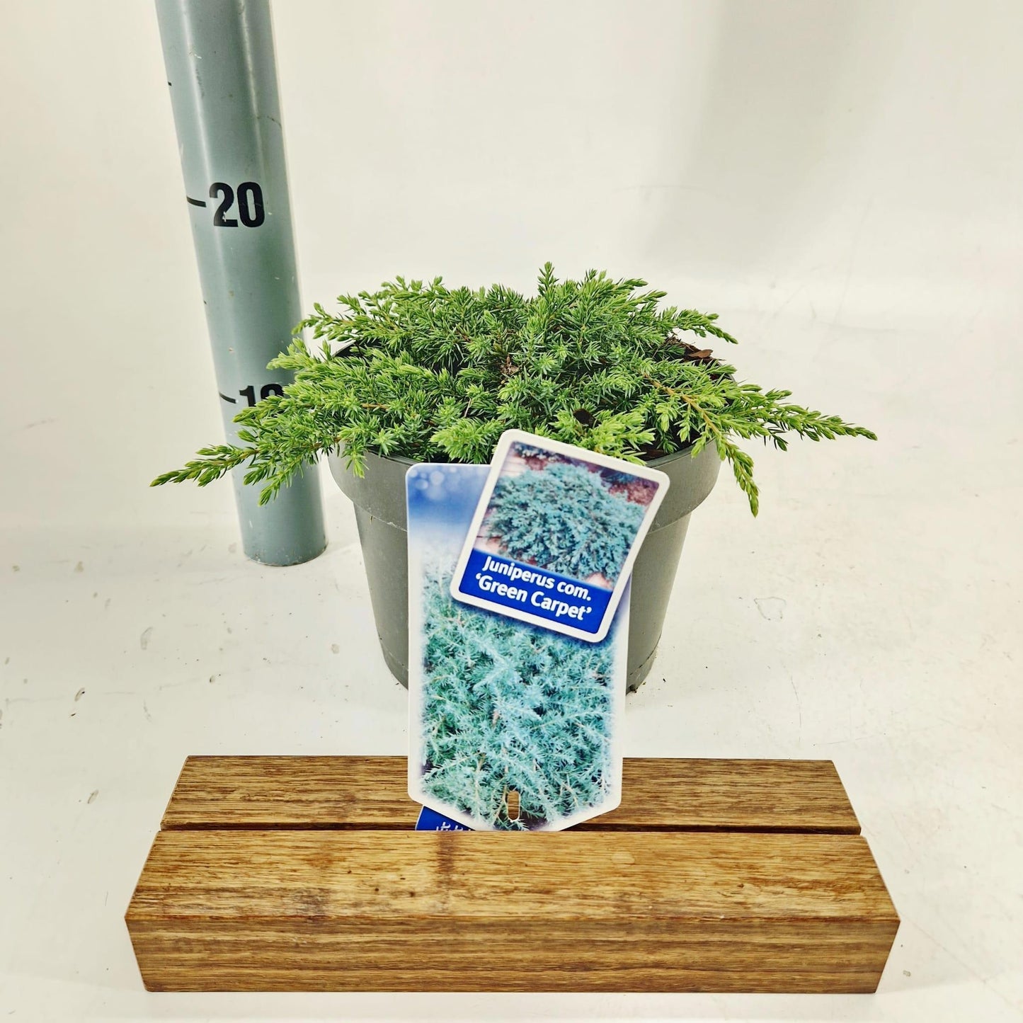 Juniperus Green Carpet 30cm 19cm Pot