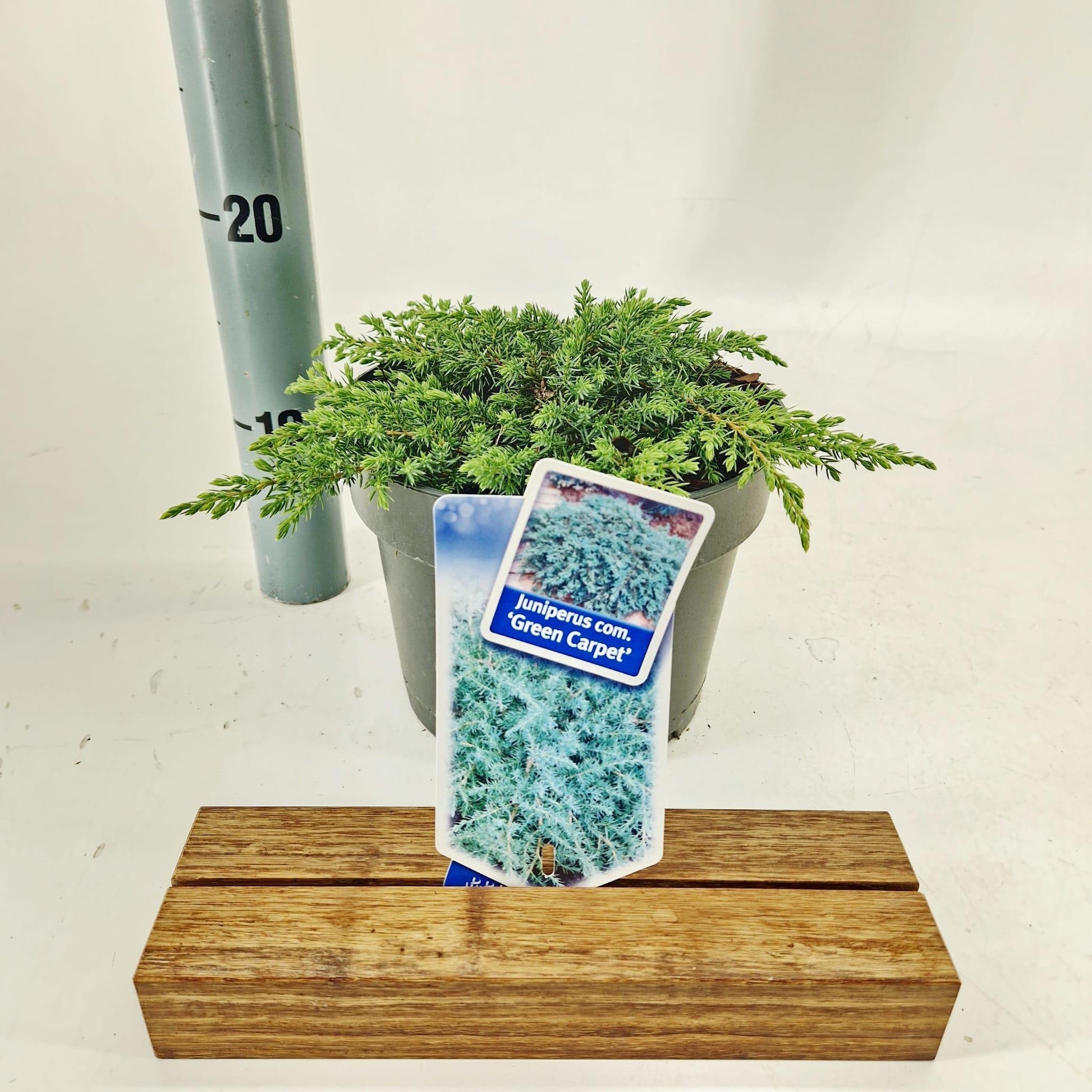 Juniperus Green Carpet 30cm 19cm Pot