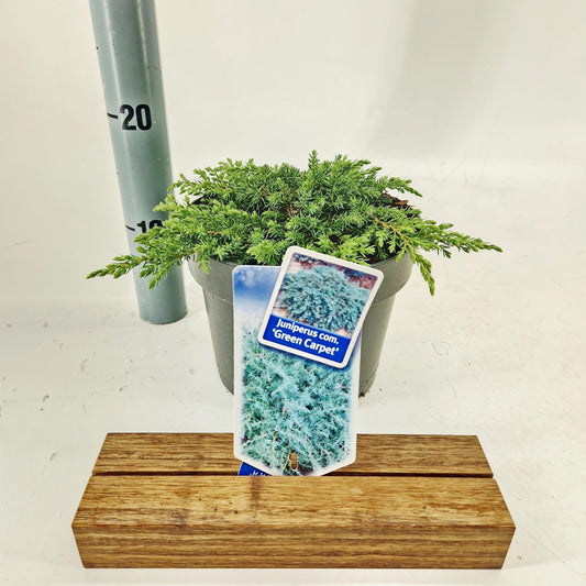 Juniperus Green Carpet 30cm 19cm Pot
