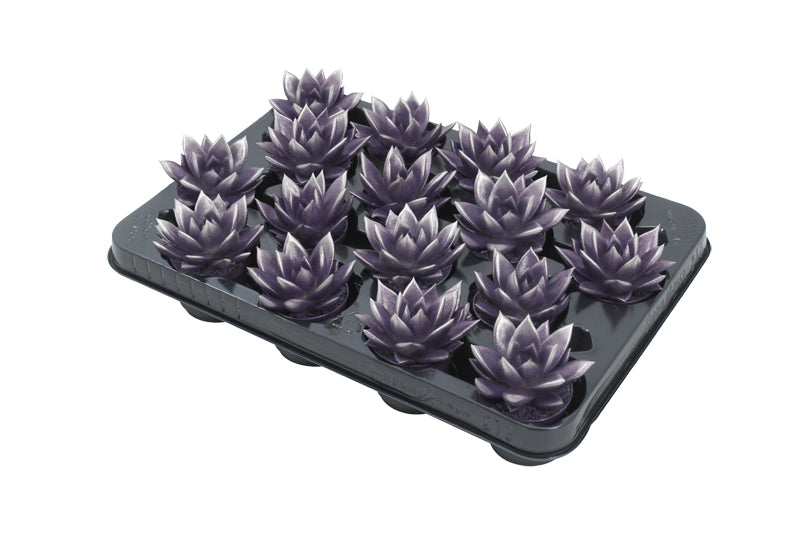 Echeveria colored purple 8cm 6cm Pot