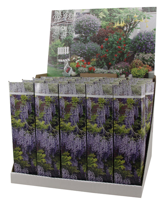 Wisteria sinensis 30cm 9cm Pot