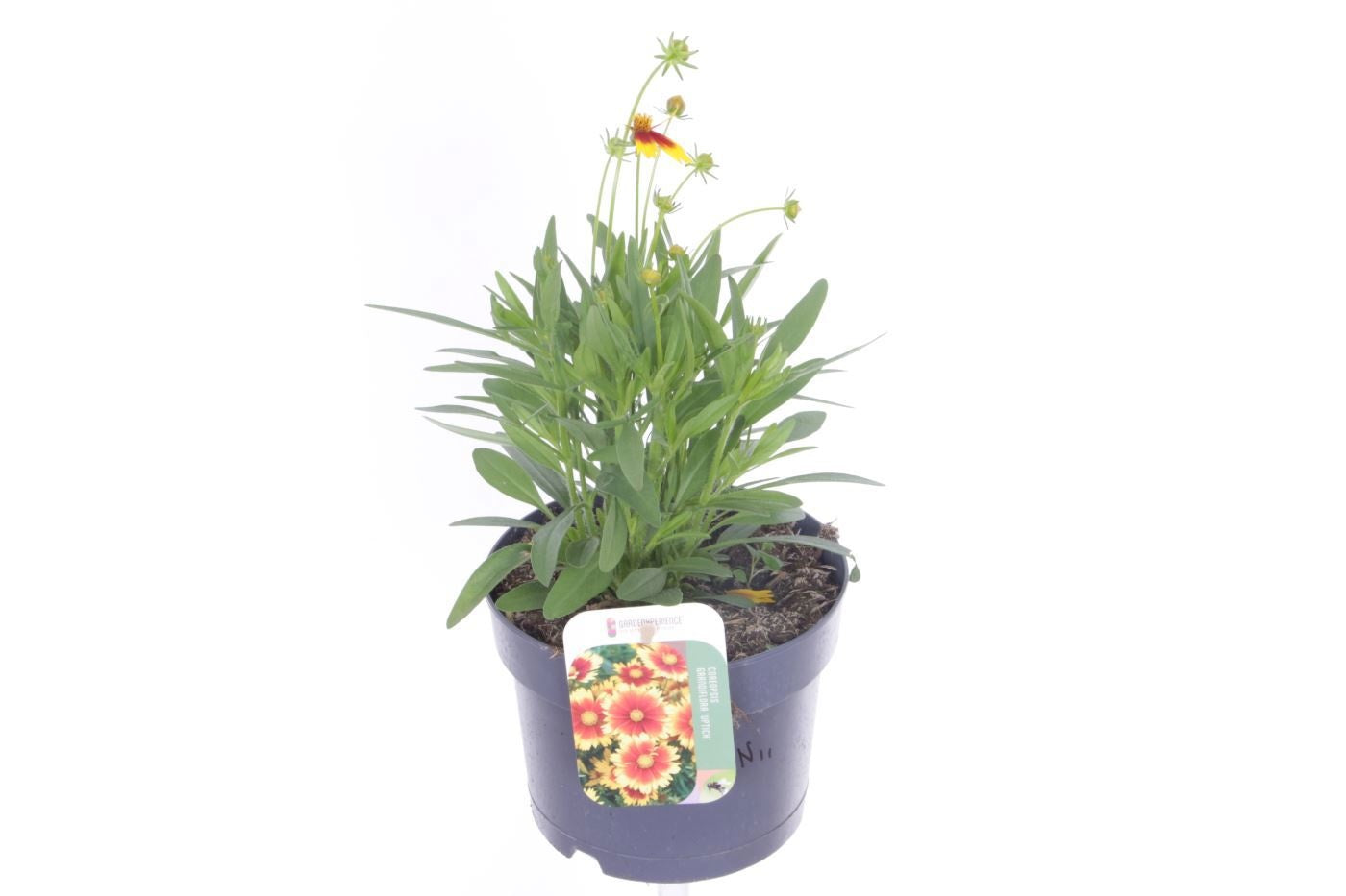 Coreopsis grandiflora 35cm 17cm Pot