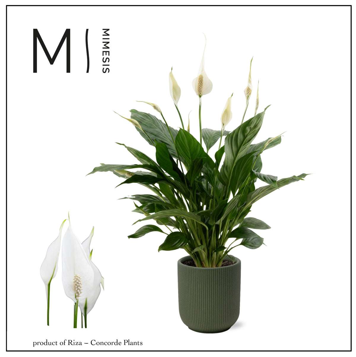 Spathiphyllum Pico Cupido 55cm 13cm Pot