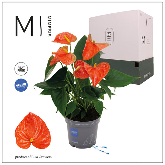 Riza Karma Plants Anthurium Karma Orange Pack of 10