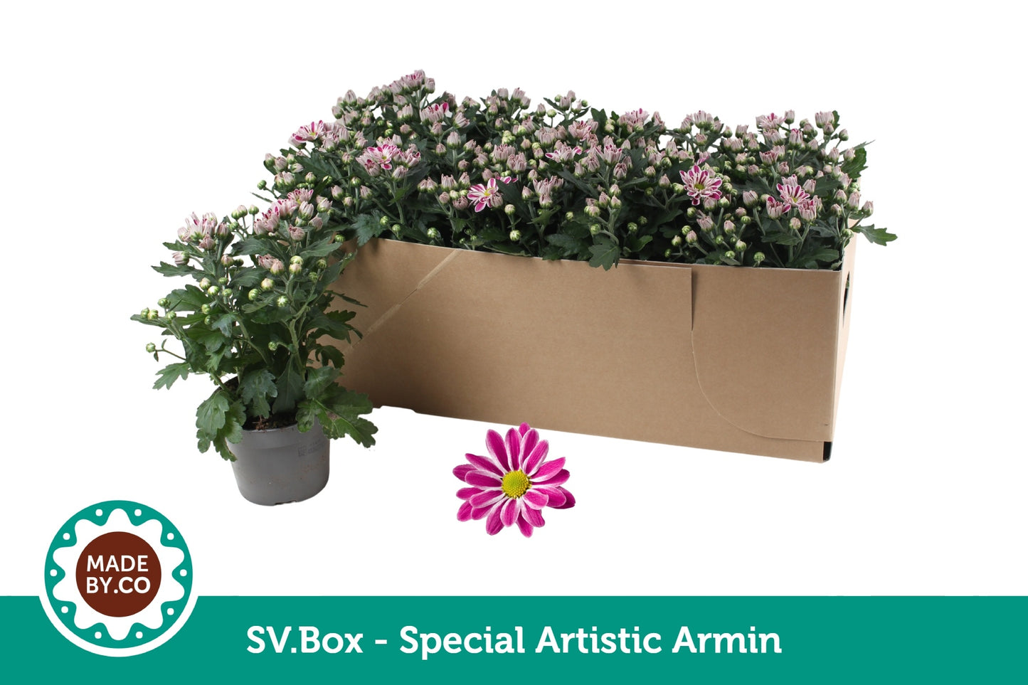 Chrysanthemum Artistic Armin 25cm 12cm Pot