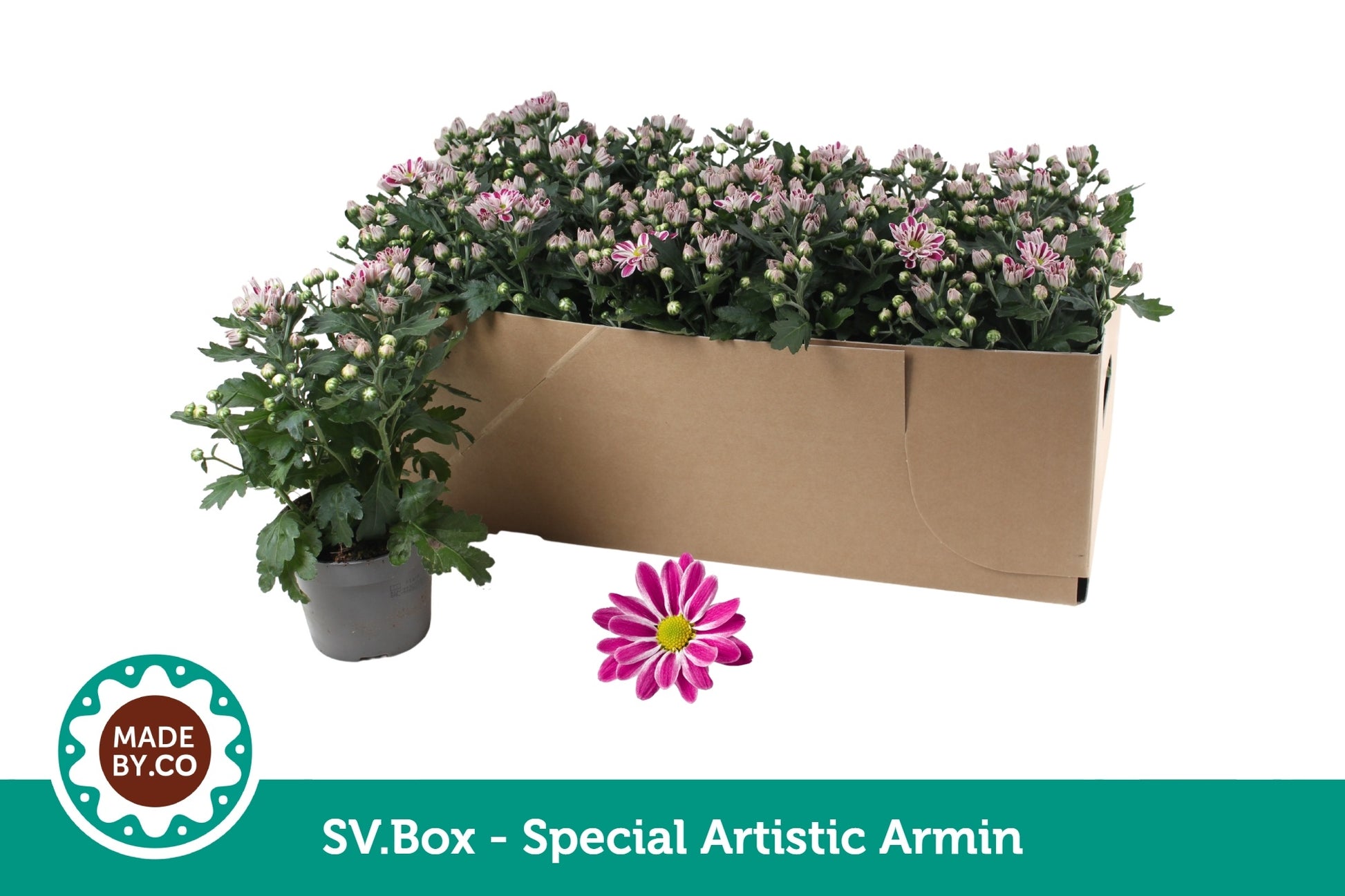Chrysanthemum Artistic Armin 25cm 12cm Pot