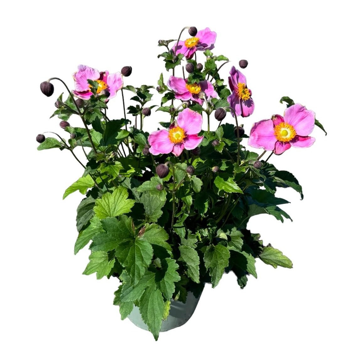 Woudenberg, VOF Gebr. van Anemone hup. Praecox Pack of 1
