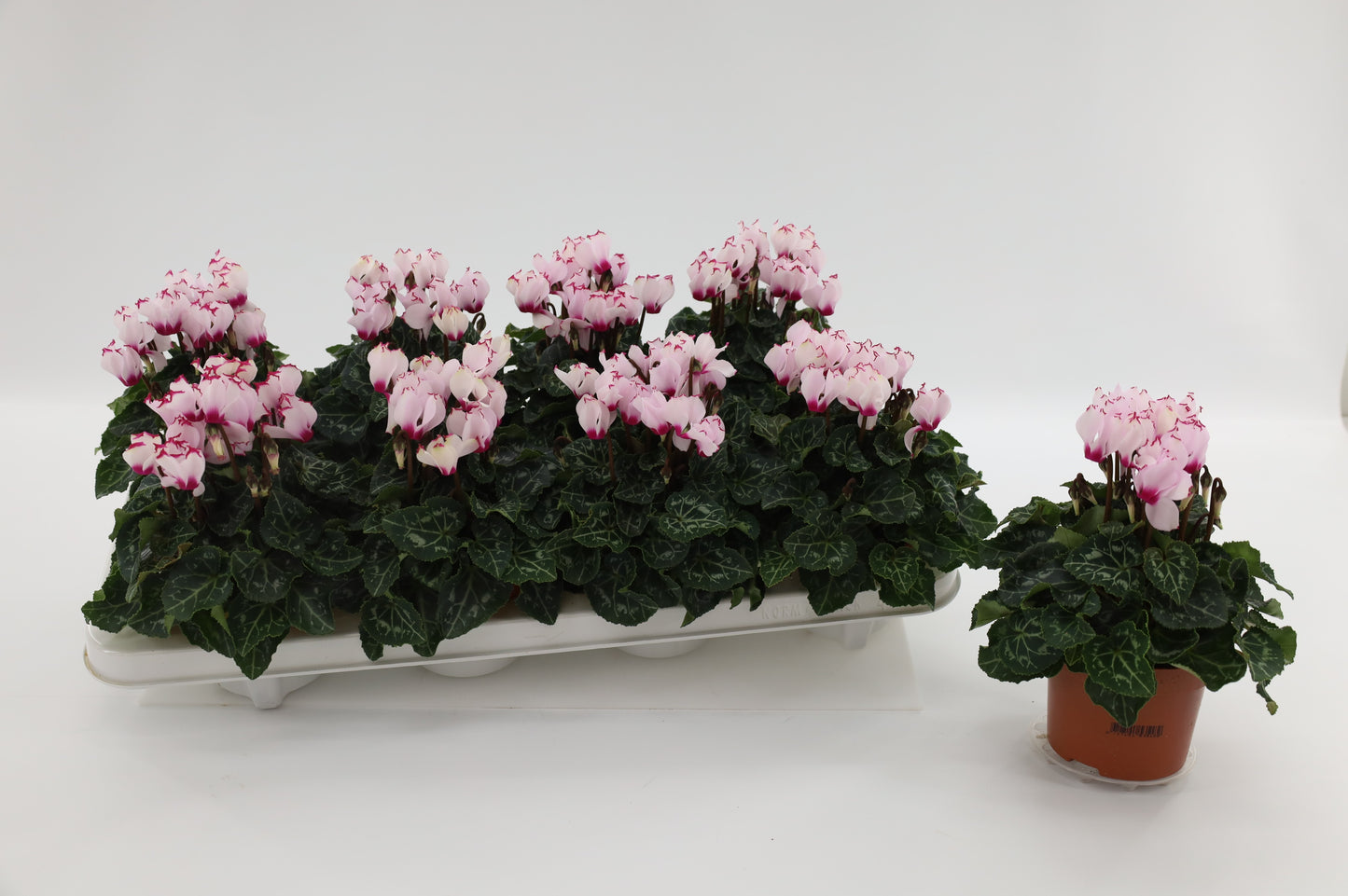 Grootscholten BV. Gebr. Cyclamen Victoria white Pack of 8