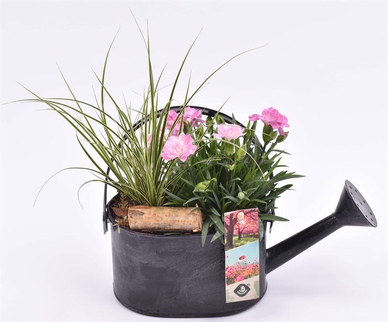 arr.  Plants 15cm Pot