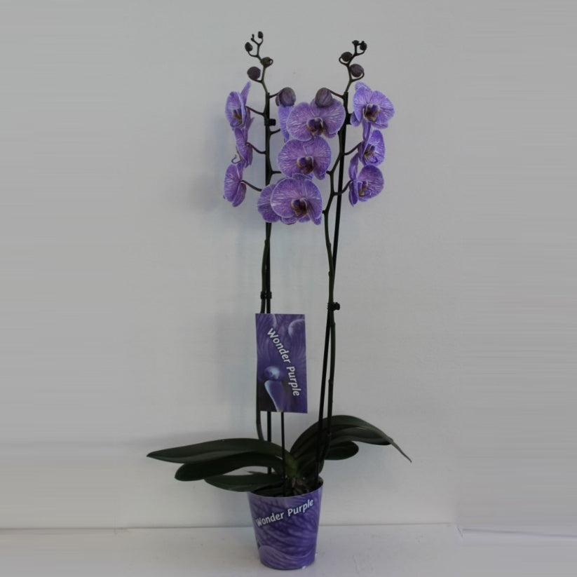 Phalaenopsis Hybrid 70cm 12cm Pot