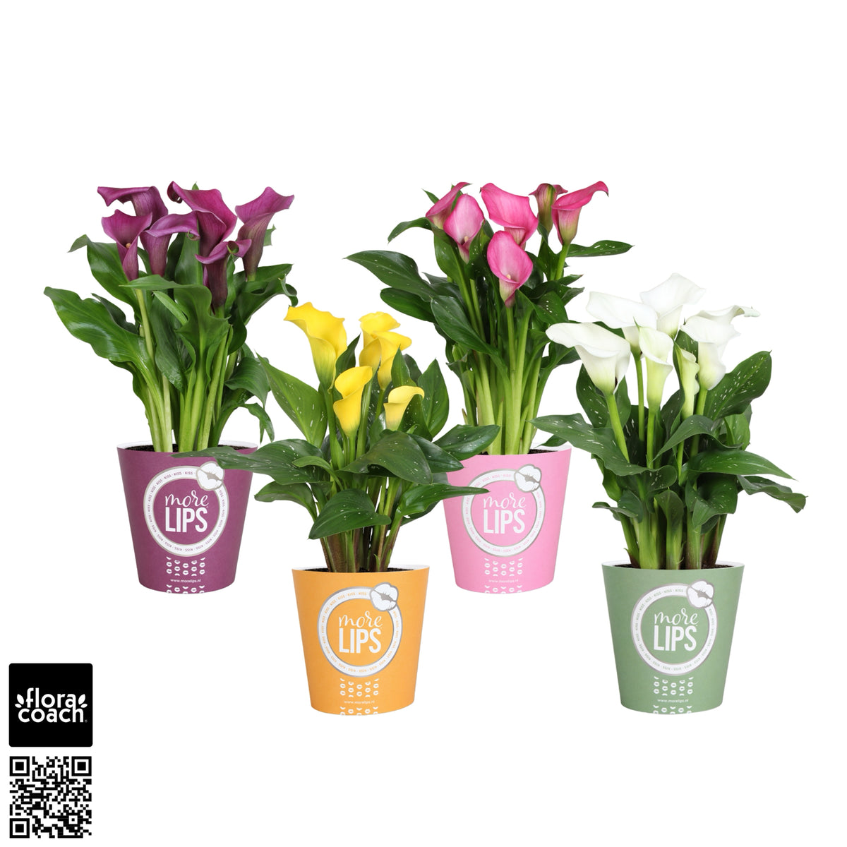 Zantedeschia mix 35cm 12cm Pot